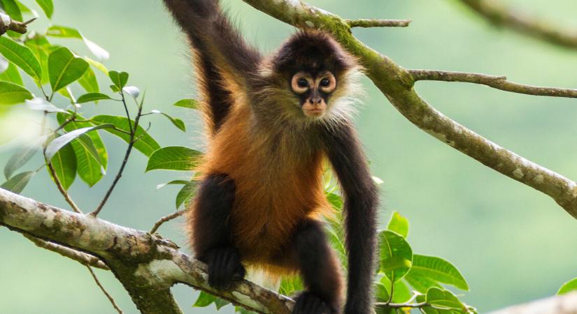 Megfejtették a pókmajmok titkát: így képesek a tudásmegosztásra