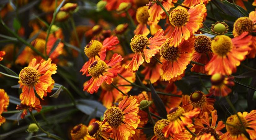 Egyszerű, de zseniális trükk a kertedben: kis energiabefektetéssel így lesz termékenyebb a talaj