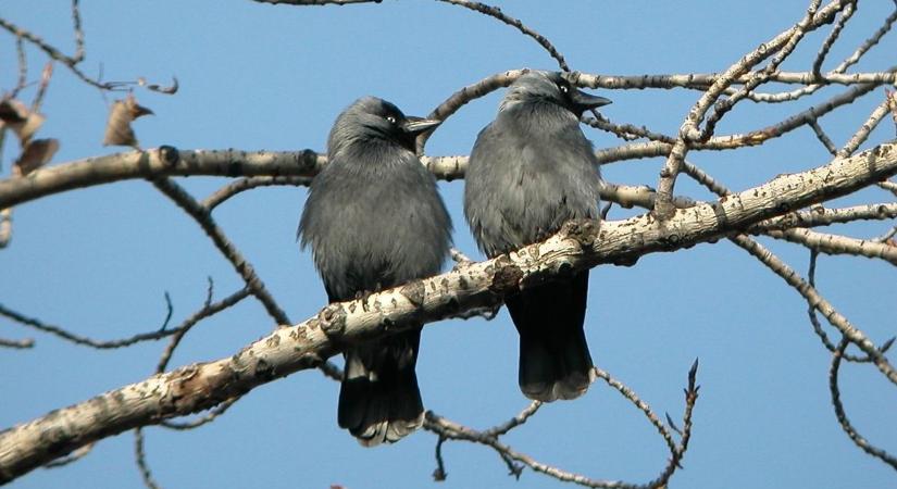 Okos és tanulékony madár a csóka