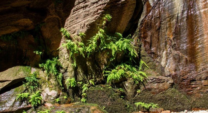 Ezer évig is élhet ez a növény Magyarországon, klónozva vándorolnak a matuzsálemek