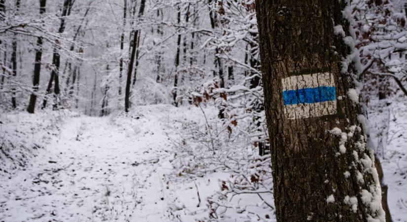 Kezdődik: a bombaüzlet miatt járják a magyar erdőket, de amit tesznek, illegális