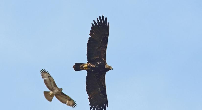Sokan tartanak tőlük – Valóban elragadhatják a házi kedvenceket a ragadozó madarak?
