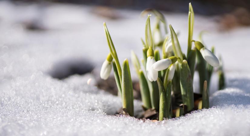 Megérkeztek a tavasz első hírnökei: kinyílt a magyarok népszerű virága