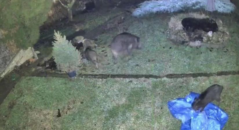 Veszélyes betolakodók járják a pécsi udvarokat, a lakók nincsenek biztonságban (VIDEÓ)