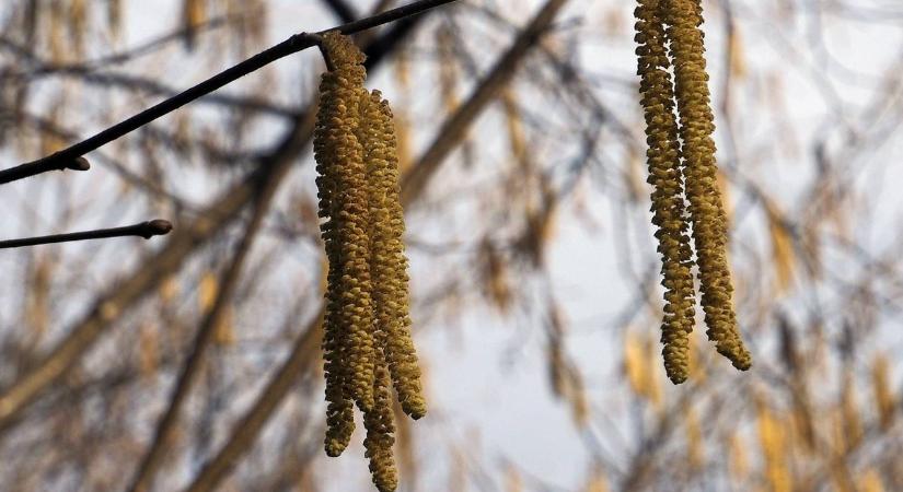 Figyelmeztetnek az orvosok: már februárban elkezdődhet az allergiaszezon, ám még nincs ok pánikra!