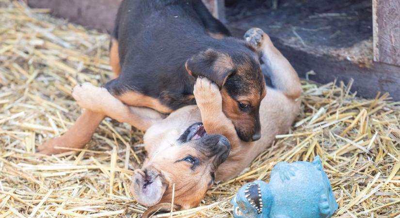 Figyelem kutyatulajdonosok! Bírsággal sújtják azt, aki nem tartja be ezt a határidőt