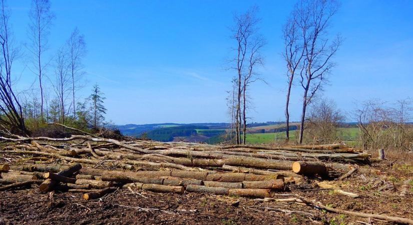 Jelentési kötelezettség vagy egyszerűsítés? Így érinti a gazdákat az erdőirtásmentes rendelet
