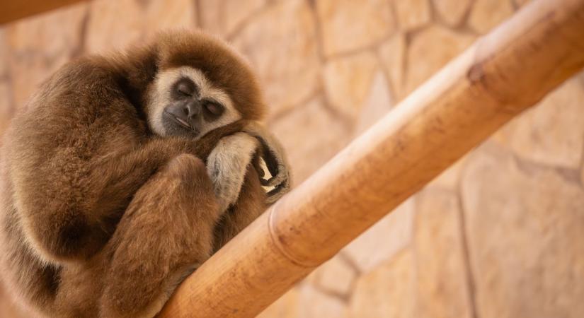 Debrecenben kormánypárti politikusokkal illik állatkertbe menniük az ovisoknak