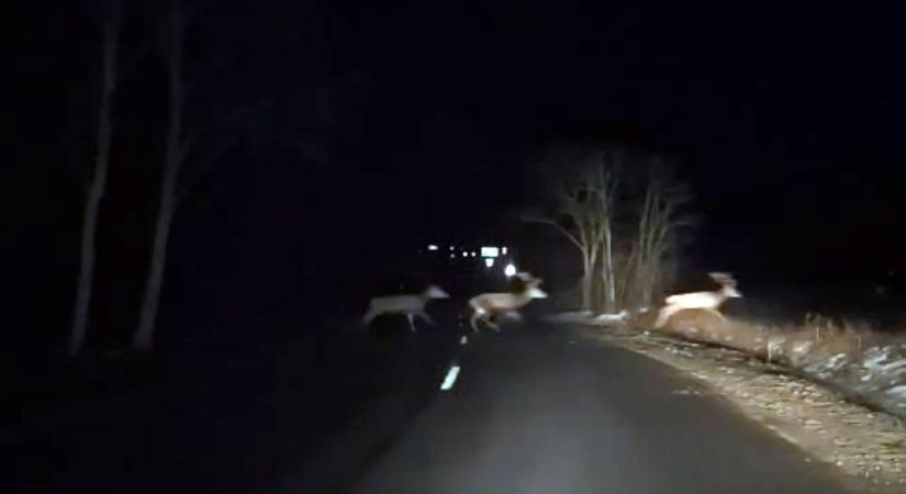 Elképesztő látvány: végtelenségig tartó szarvasvonulás az éjszakában (videó)