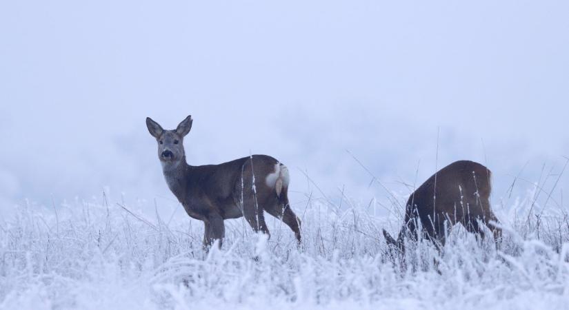 Mesébe illő téli táj: zúzmarába öltözött a Körös–Maros Nemzeti Park