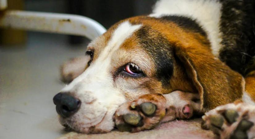 Felelős állattartás: fájdalmas döntés, amit sok gazda túl sokáig halogat