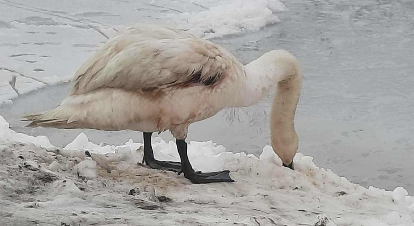 Most az a segítség, ha nem segítünk, figyelmeztetnek a sérült hattyú miatt