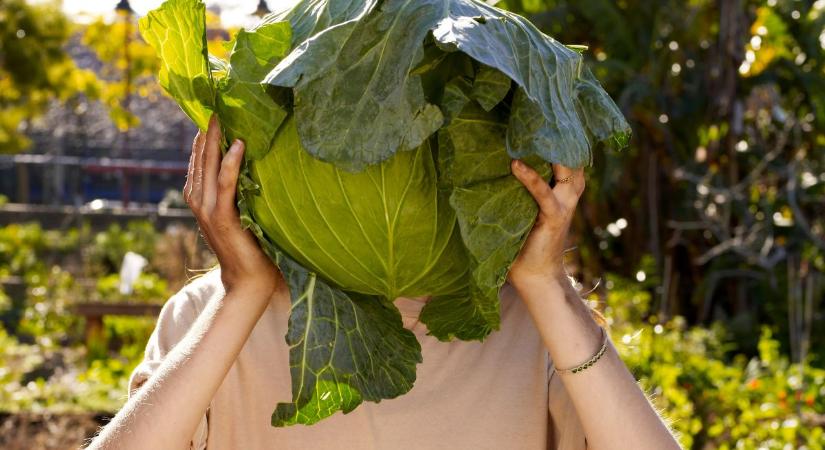 Nem láttad jönni! Így lesz 2026 a káposzta éve – divat- és gasztroőrület kibontakozóban