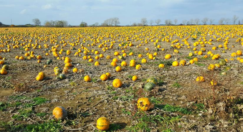 7 étel, amiből többet kellene enned – a tudomány szerint