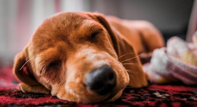 Sokat alszik a kutyád? Ennyi pihenés számít normálisnak