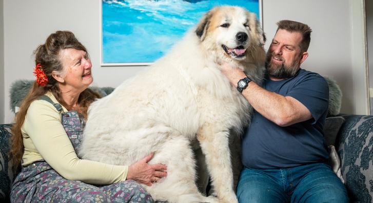 Gazdára talált a jegesmedve méretű kutya, ezek a képek mindent elmondanak boldogságáról