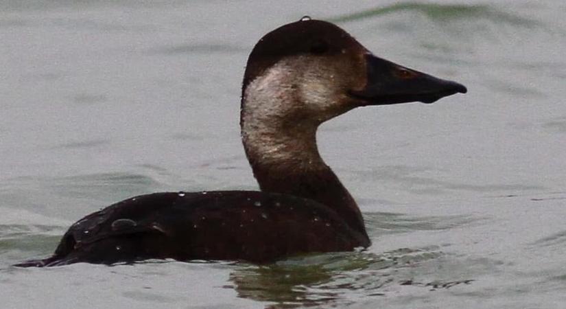 Fekete réce a Balaton vizén