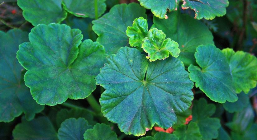 Kell védekezni a telelő muskátlin megjelenő fehér rovarok ellen?