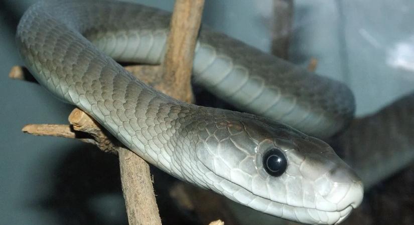 Ez a világ egyik leghalálosabb kígyója? – Íme a hüllő, amely percek alatt ölhet