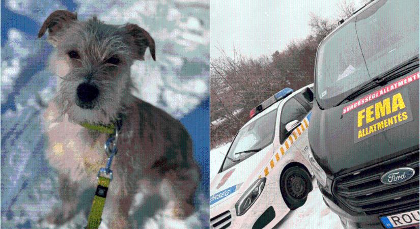 Túl hangosak voltak az állatok? Gyújtogatás történhetett egy hazai menhelyen