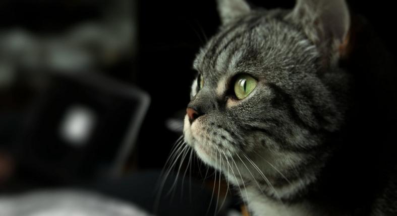 Meddig él a házimacska?