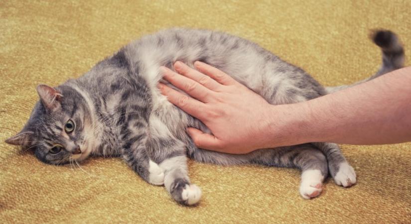 A puffadás a macskák esetében halálos lehet