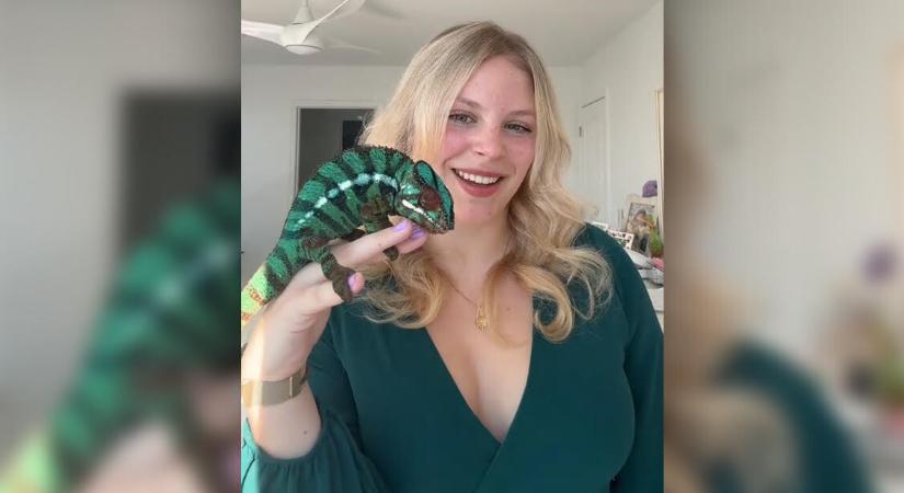 Ilyen az élet egy kaméleonnal: őszintén mesélt mindennapjairól egy gazdi