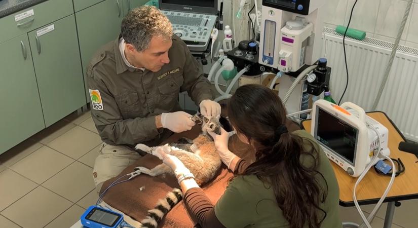 Zsülien király magyarországi kalandjai – avagy, mi lett a rendőrök által lefoglalt gyűrűsfarkú makival