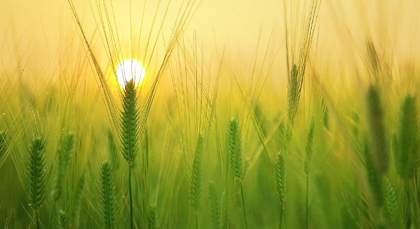 Pénzt érhet a szén a földben? Új bevételi esély a gazdáknak, sok bizonytalansággal