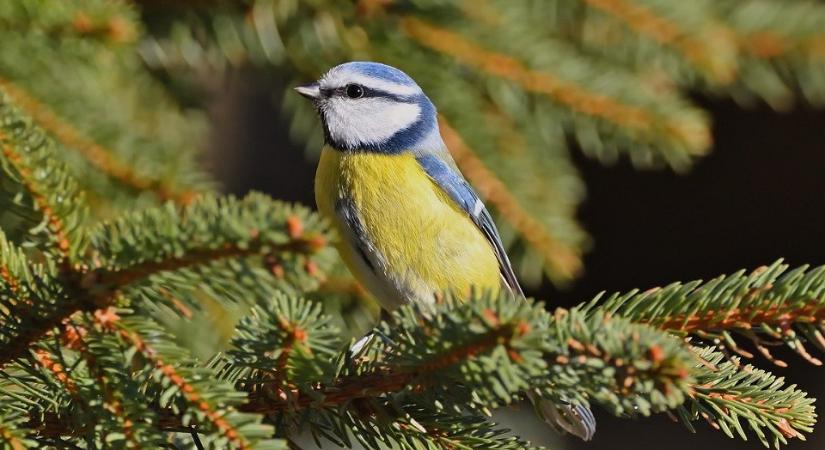 Hol bukkanhatnak fel a NAV revizorai február első napjaiban?