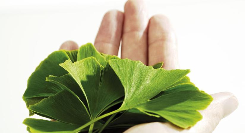 Ginkgo biloba: váratlan mellékhatásokat okozhat – Mikor tilos szedni?