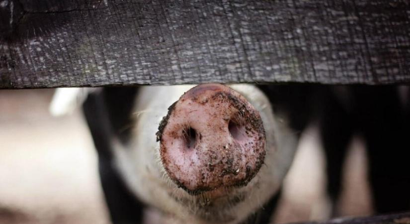 Eltűnt a drágulás a húsos pultból: durván esik a sertés ára