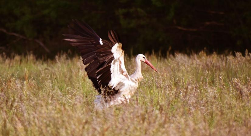 A költési időszak előtt kell lépni: ezek a munkák március végéig végezhetők el