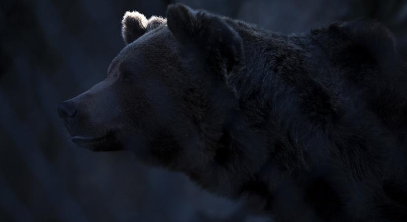 Minden szem Micire és Ursulára szegeződik