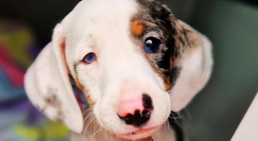 Cuki kölykök, brutális háttér – Ezért ne vegyünk szaporítótól kutyát!