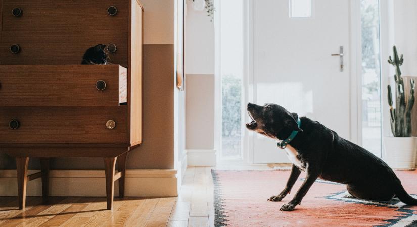 Durva bírság jöhet a kutyatartóknak: ez a szokás 150 ezer forintba fájhat