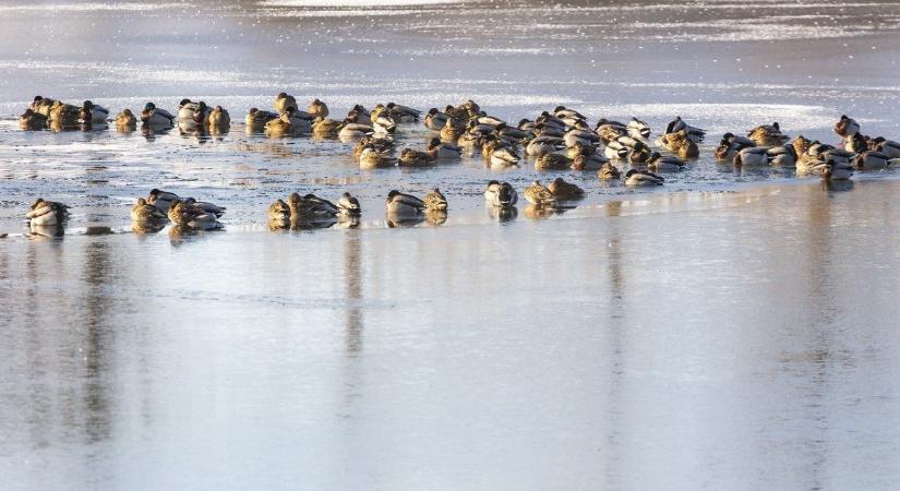 Mozgással a túlélésért: így alakítanak ki menedékhelyet a vízimadarak