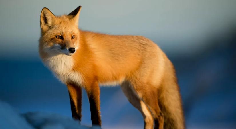 Hajszálon múlt: civilek mentették meg egy bajba jutott róka életét