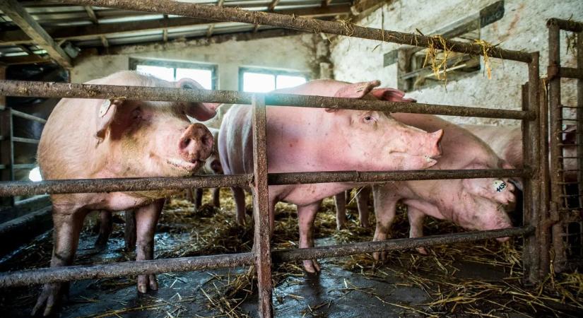 Mérséklődött a sertéshús beszerzési ára, árcsökkenés jöhet az üzletekben is