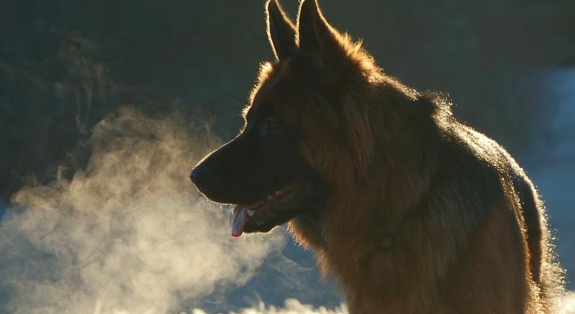 A kutya-koronavírus lehet az emberek következő világjárványa – figyelmeztetnek a tudósok