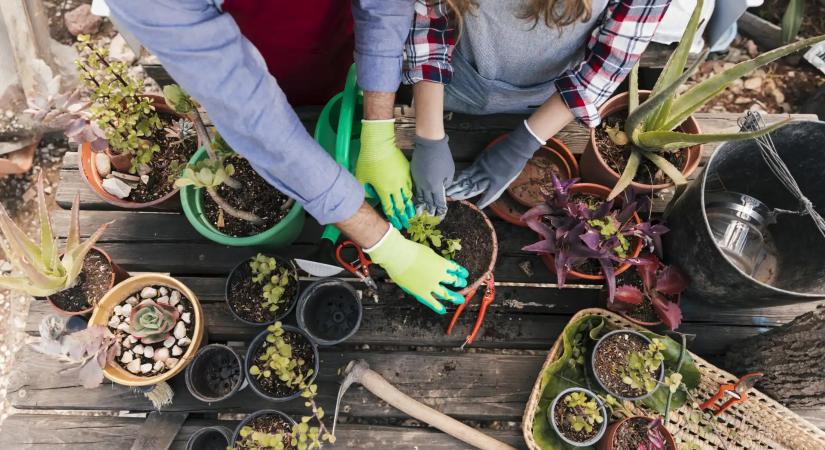 Fenntartható kert 2026-ban: Így lesz gyönyörű udvarod kevesebb munkával