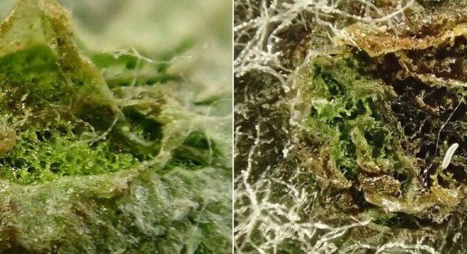 A gubacsokról, 15. rész – A gubacsok belső szerkezete – levélgubacsok: himlőszerű- és parenchima gubacsok