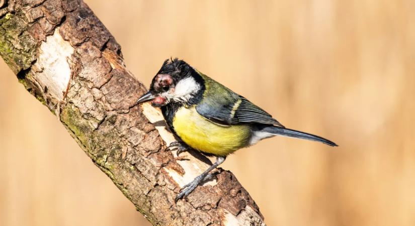 Támad a madárhimlő! Így akadályozd meg a fertőzést