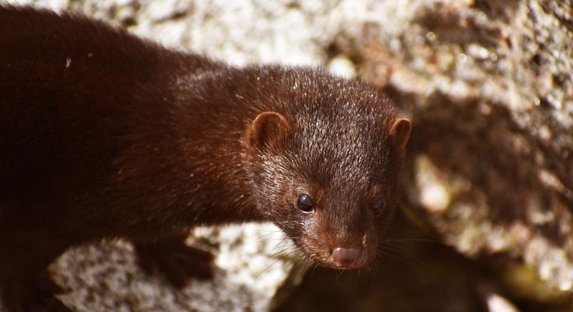 Veszélyes ragadozó jelent meg a dunántúli erdőkben, Zalából lopakodhat Somogy felé