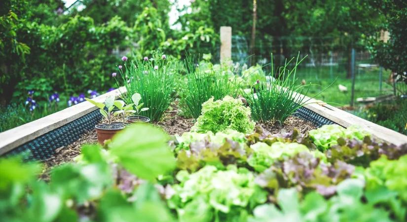 Lusta kertészek kedvenc zöldségei: egyszer elülteti, élete végéig szüreteli