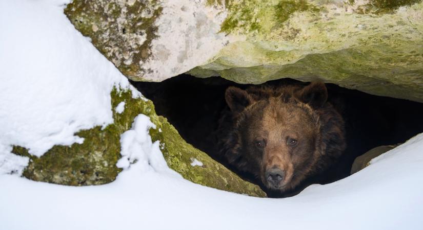 Egy rossz döntés, és ráfizetsz: te hiszel a medvének?