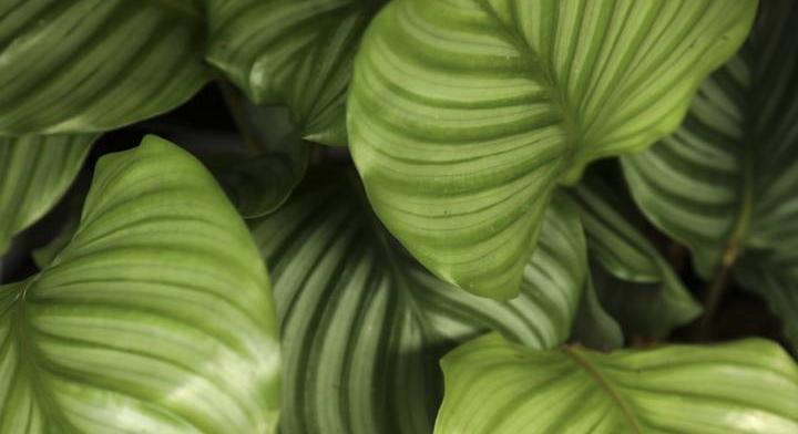 Különös otthoni eszközzel mentheted meg a szobanövényeid: egyszerű trükk