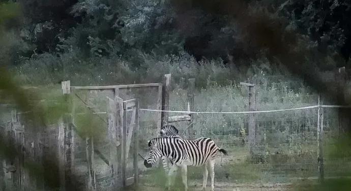 Nem nyomozza a rendőrség, hová tűntek a hatvanpusztai zebrák