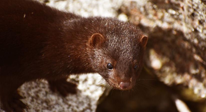 Veszélyes ragadozó jelent meg a dunántúli erdőkben (sonline.hu)
