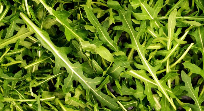 A rukkola-rejtély: miért rajonganak érte egyesek, míg mások szerint ehetetlen?